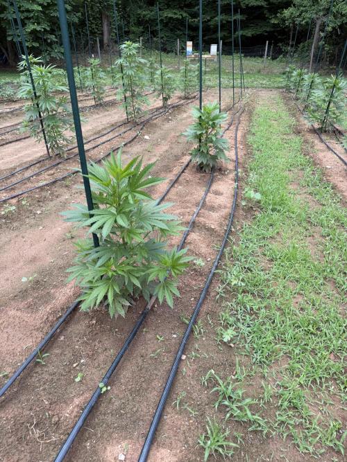 Outdoor In-Ground 2026 NC 7b. Week 9 - Euphoria row