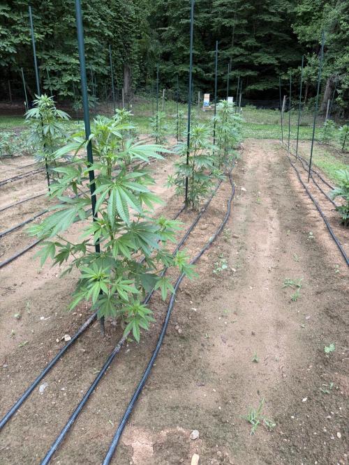 Outdoor In-Ground 2026 NC 7b. Week 9 - Mexican Rush