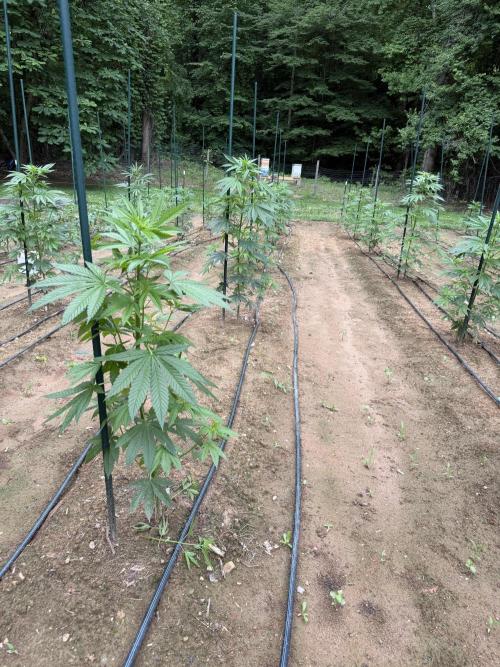 Outdoor In-Ground 2026 NC 7b. Week 9