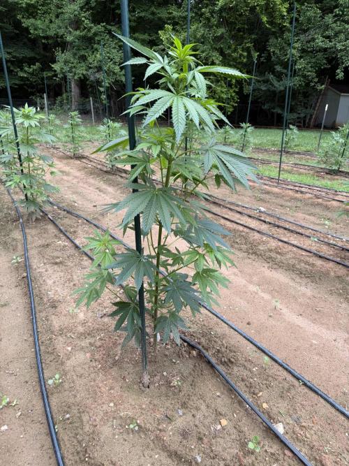 Outdoor In-Ground 2026 NC 7b. Week 9 - Mexican Rush