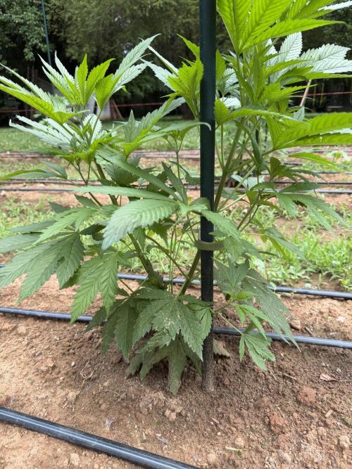 Outdoor In-Ground 2026 NC 7b. Week 9 - Euphoria with 2 main stems