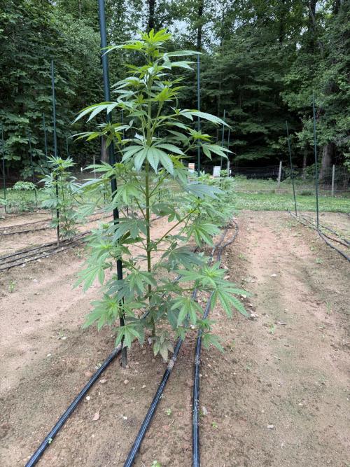 Outdoor In-Ground 2026 NC 7b. Week 9 - Mexican Rush