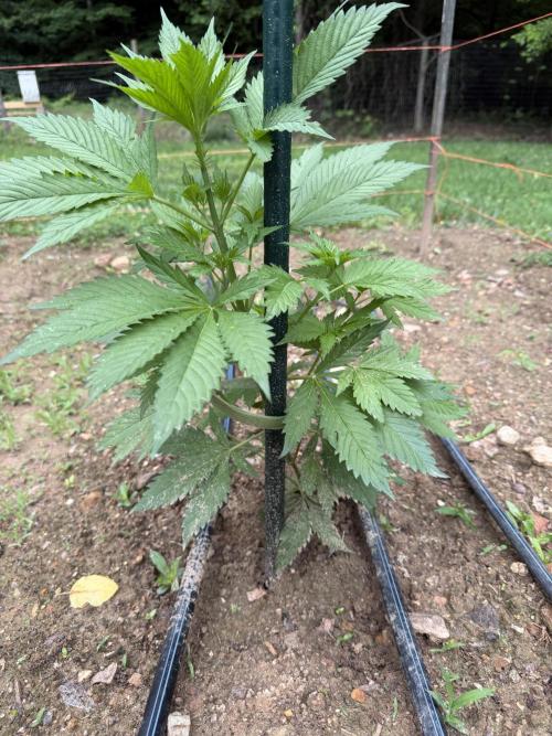 Outdoor In-Ground 2026 NC 7b. Week 9
