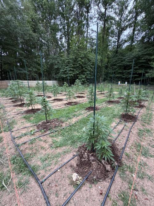 Outdoor In-Ground 2026 NC 7b. Week 10