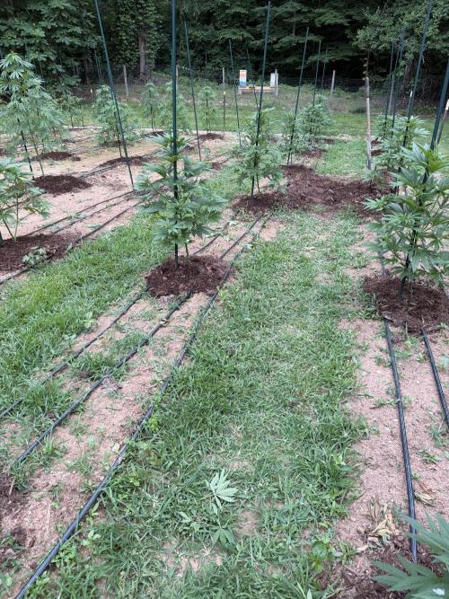 Outdoor In-Ground 2026 NC 7b. Week 10