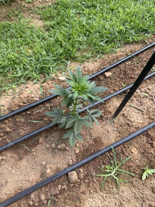 Outdoor In-Ground 2026 NC 7b. Week 10