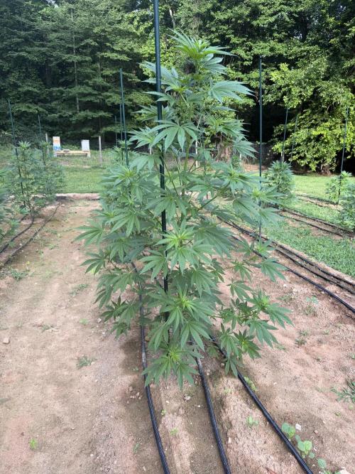 Outdoor In-Ground 2026 NC 7b. Week 10
