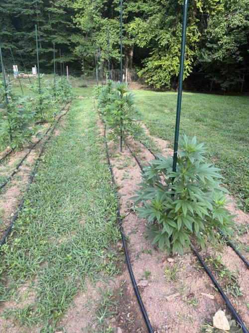 Outdoor In-Ground 2026 NC 7b. Week 10 - Row 1 Euphoria