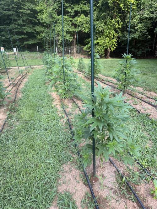 Outdoor In-Ground 2026 NC 7b. Week 10 - Row 2 Euphoria