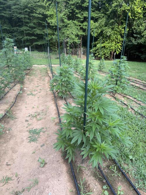 Outdoor In-Ground 2026 NC 7b. Week 10 - Row 3 Euphoria / Royal Medic