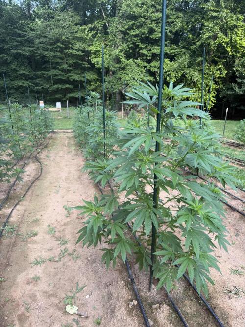 Outdoor In-Ground 2026 NC 7b. Week 10 - Row 4 Mexican Rush