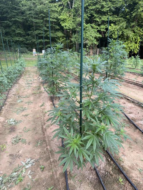 Outdoor In-Ground 2026 NC 7b. Week 10 - Row 5 OZ Kush BX