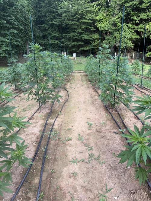 Outdoor In-Ground 2026 NC 7b. Week 10 - Row 6 American Dreams / Fyre OG
