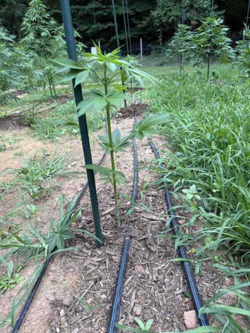 Outdoor In-Ground 2026 NC 7b. Week 11