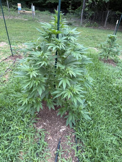 Outdoor In-Ground 2026 NC 7b. Week 11