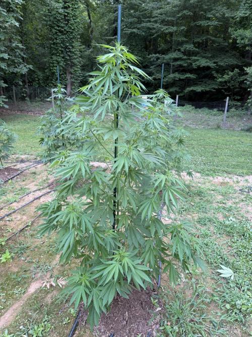 Outdoor In-Ground 2026 NC 7b. Week 11