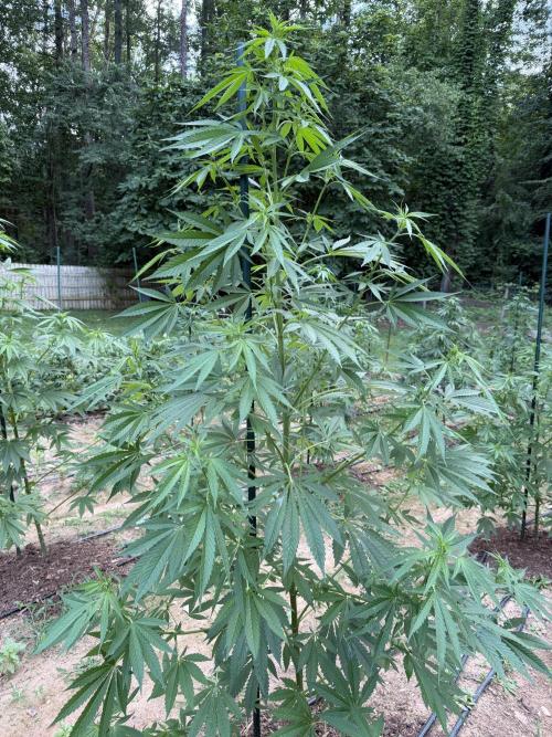 Outdoor In-Ground 2026 NC 7b. Week 11
