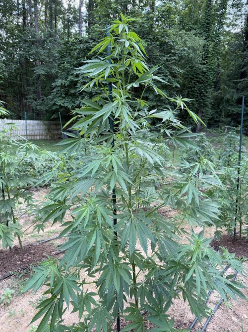 Outdoor In-Ground 2026 NC 7b. Week 11