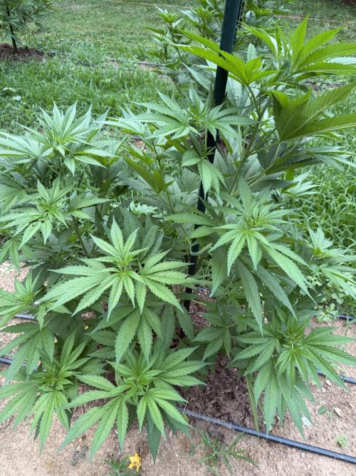 Outdoor In-Ground 2026 NC 7b. Week 11