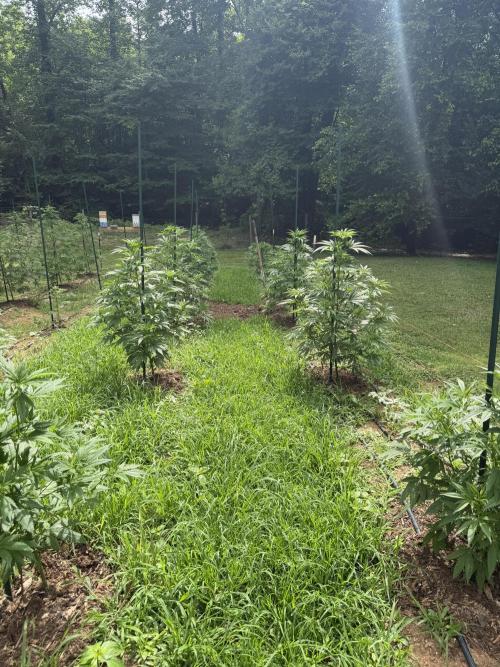 Outdoor In-Ground 2026 NC 7b. Week 11