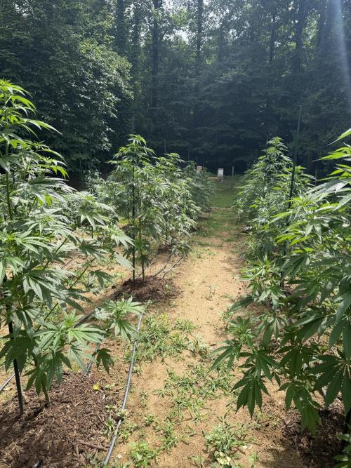 Outdoor In-Ground 2026 NC 7b. Week 11