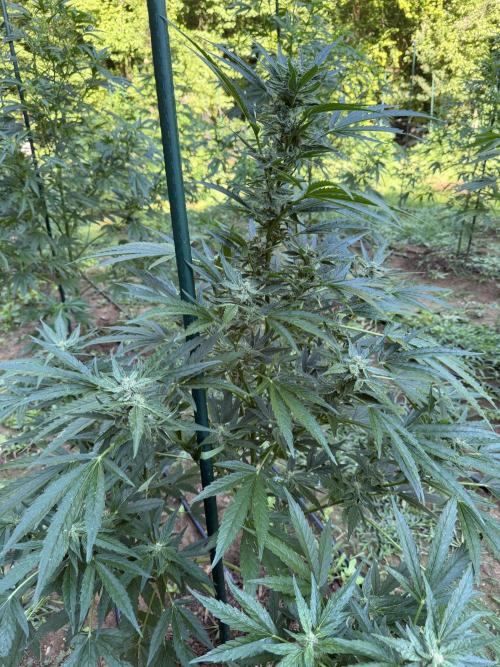 Outdoor In-Ground 2026 NC 7b. Week 12