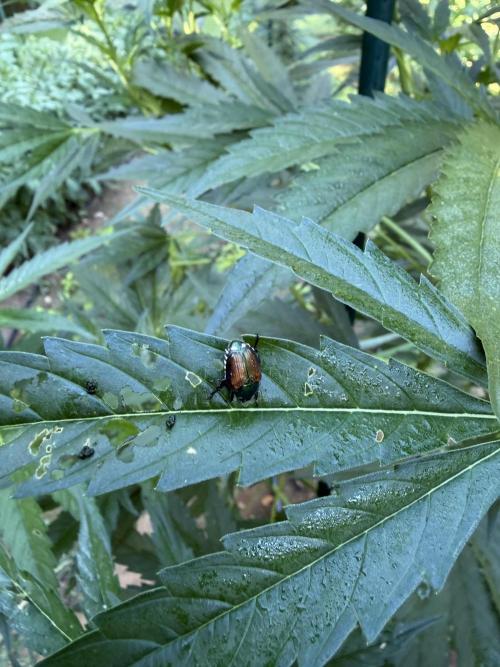 Outdoor In-Ground 2026 NC 7b. Week 12 - Japanese Beetle