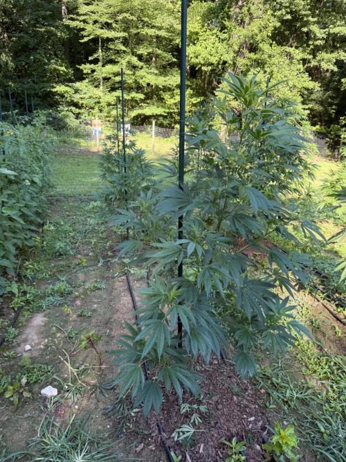 Outdoor In-Ground 2026 NC 7b. Week 12