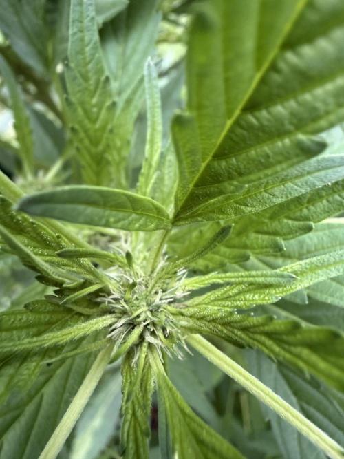 Outdoor In-Ground 2026 NC 7b. Week 13 - Euphoria starting to shift to flower