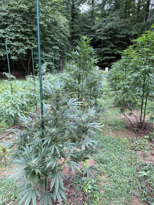 Outdoor In-Ground 2026 NC 7b. Week 13