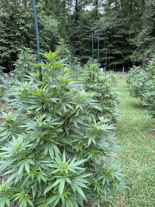 Outdoor In-Ground 2026 NC 7b. Week 13