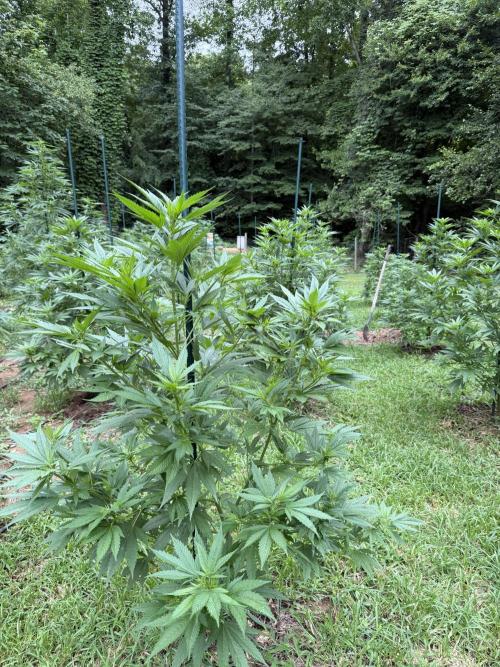 Outdoor In-Ground 2026 NC 7b. Week 13