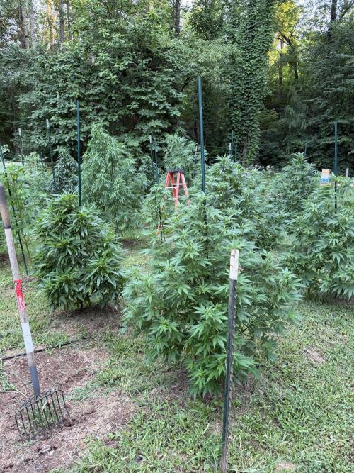 Outdoor In-Ground 2026 NC 7b. Week 14