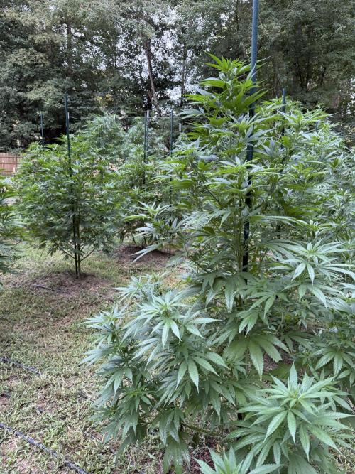 Outdoor In-Ground 2026 NC 7b. Week 14