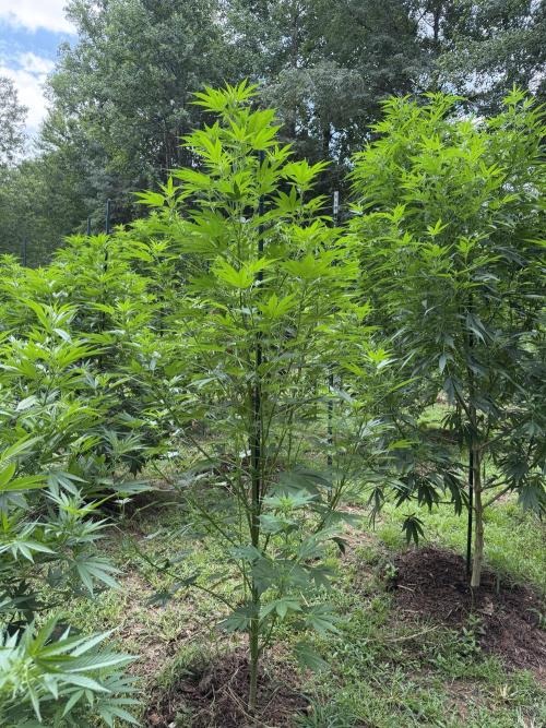 Outdoor In-Ground 2026 NC 7b. Week 16