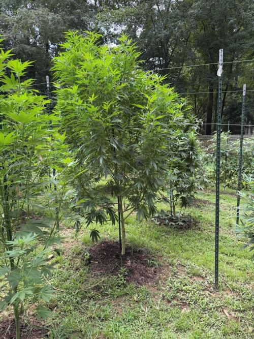Outdoor In-Ground 2026 NC 7b. Week 16