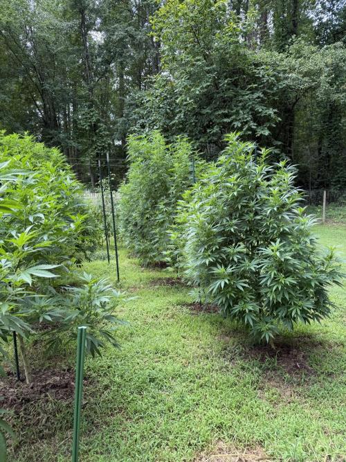 Outdoor In-Ground 2026 NC 7b. Week 16