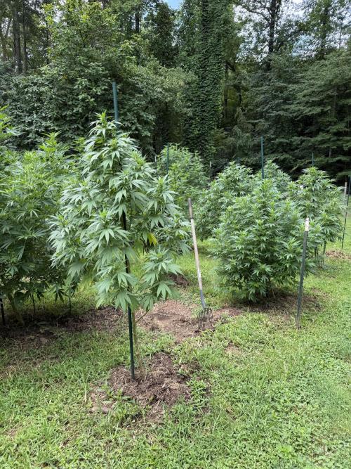 Outdoor In-Ground 2026 NC 7b. Week 16
