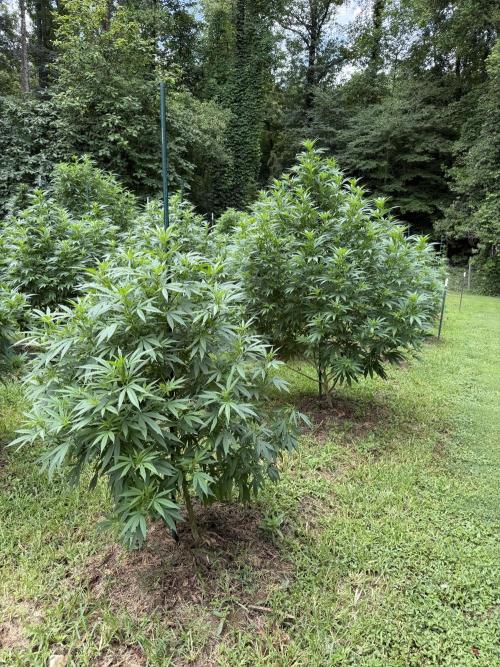 Outdoor In-Ground 2026 NC 7b. Week 16