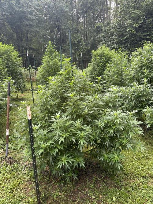 Outdoor In-Ground 2026 NC 7b. Week 18
