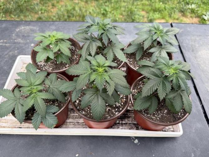 Outdoor In-Ground 2026 NC 7b. Week 9 - Royal Medic