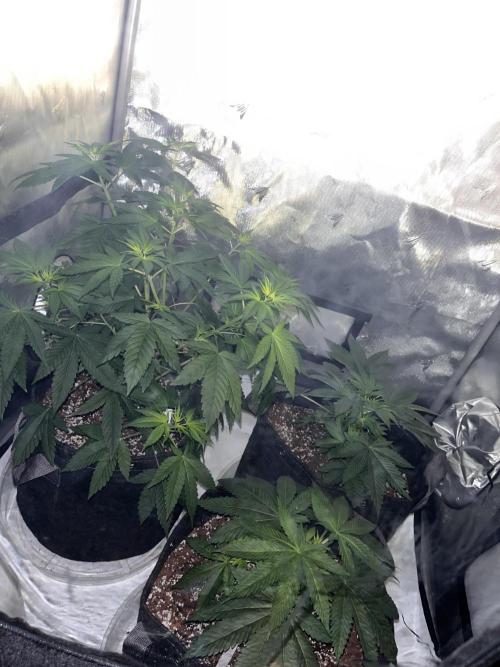 First Grow journey. Week 6