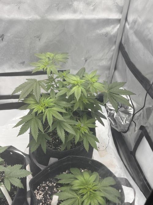 First Grow journey. Week 6