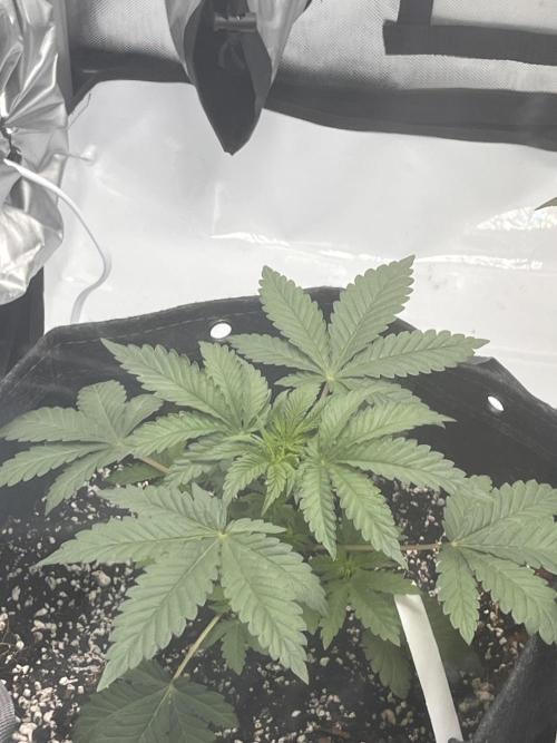 First Grow journey. Week 6