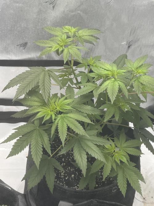 First Grow journey. Week 6