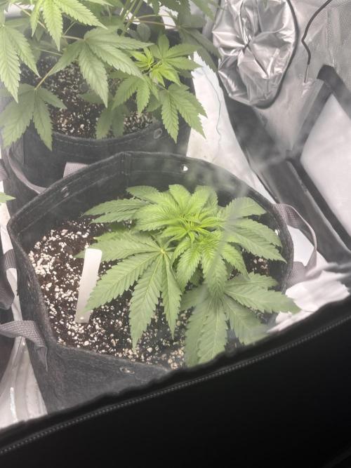 First Grow journey. Week 6