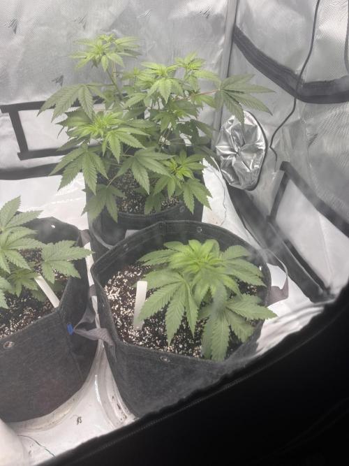 First Grow journey. Week 6