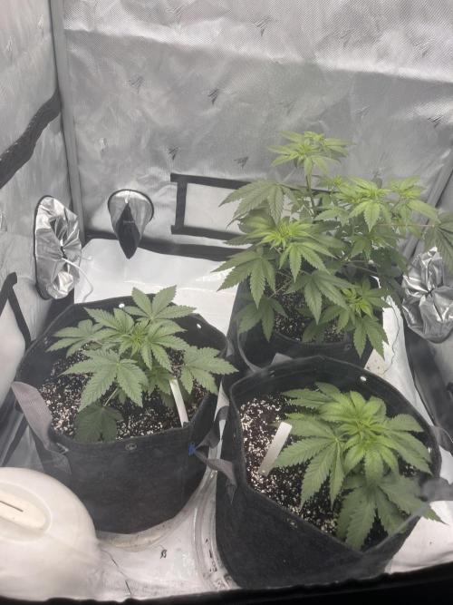 First Grow journey. Week 6