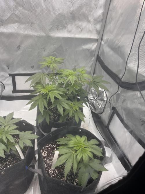 First Grow journey. Week 6