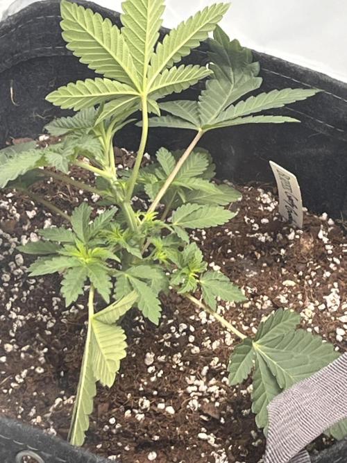 First Grow journey. Week 6